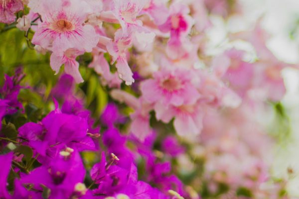 Close op of abundance of pink and purple flowers outside.