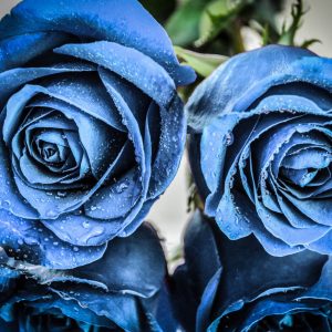 blue-flowers-rose-plants-flowers-wallpaper