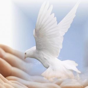 Artistic image of dove being held in human hand.