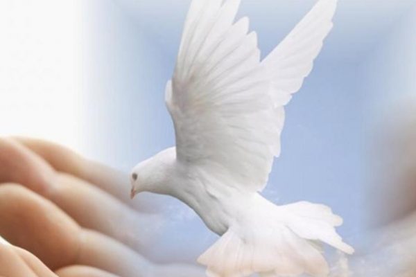 Artistic image of dove being held in human hand.